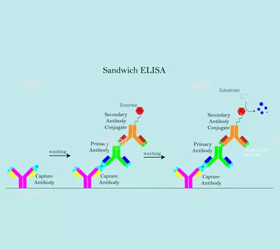 Operation Hotgen’s Procedures of Enzyme-linked Immunosorbent Assay (ELISA) Products