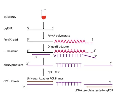 Operation Procedures of PCR Kits